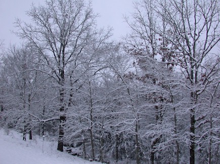 arkansas forest in winter.JPG